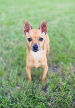 Deer Head Chihuahua açık havada, akşam gün batımı sırasında. Güzel küçük köpek. 