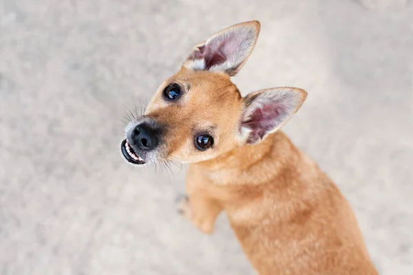 Cabeza Ciervo Chihuahua Aire Libre Durante Atardecer Hermoso Perrito — Foto de Stock