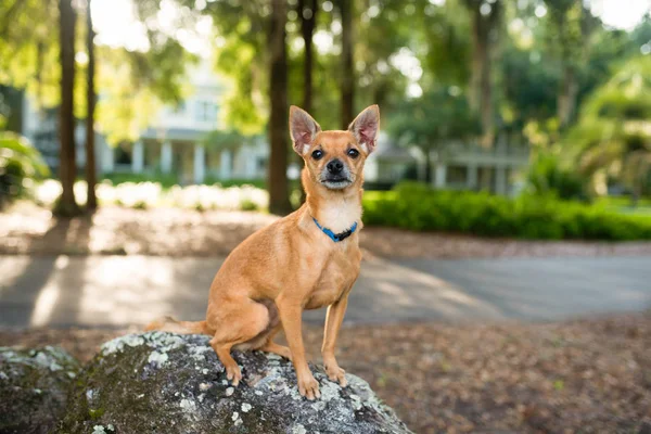 Deer Head Chihuahua açık havada, akşam gün batımı sırasında. Güzel küçük köpek. 