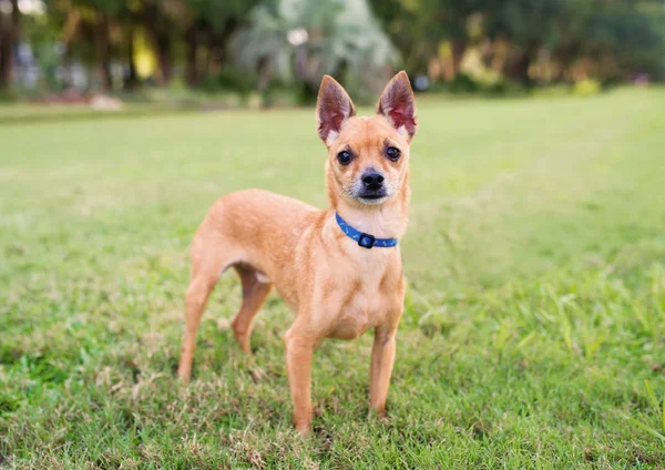 Deer Head Chihuahua açık havada, akşam gün batımı sırasında. Güzel küçük köpek. 