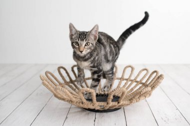 Sarı gözlü sevimli tekir kedi yavrusu bir stüdyo seti üzerinde bir vintage sepet te oturan