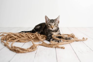 Oynamak için jüt halat ile bir stüdyo seti üzerinde beyaz ahşap zemin üzerinde oturan sarı gözlü sevimli tekir kedi yavrusu