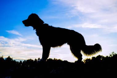 Bir köpeğin silueti. dramatik gökyüzünün önünde gün batımında bir kayanın üzerinde duran
