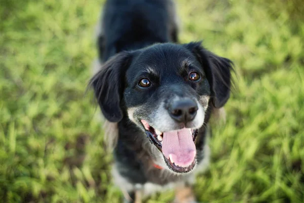 Zwarte Lab Mix Gras Poseren Voor Camera — Stockfoto