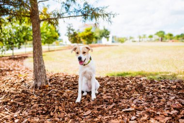 Pitbull beyaz ve bronz karışımı Parkta güneşli bir günün tadını çıkarıyor