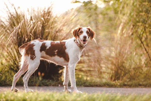 Beyaz ve kahverengi bir Brittany spanyel yaz boyunca parkta, dışarıdaki mutlu av köpeğinin doğal resmi.