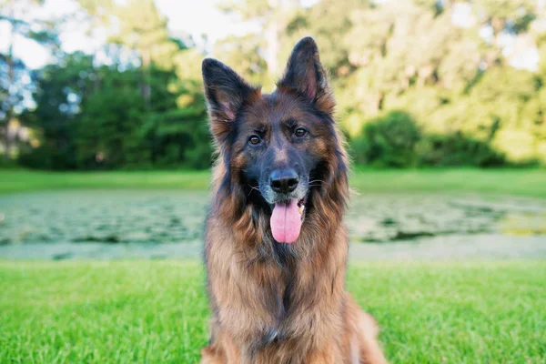 Langhaariger Roter Und Schwarzer Schäferhund Freien Auf Grünem Gras — Stockfoto