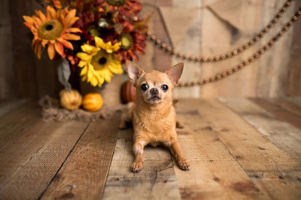 Tan Chihuahua Een Indoor Foto Set Schattige Senior Hond Met — Stockfoto