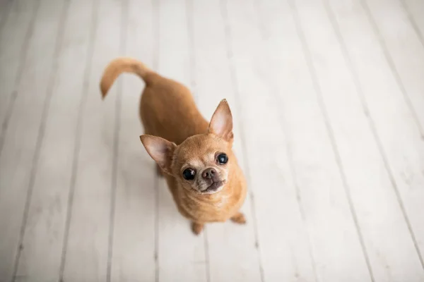 Braun Gebrannter Chihuahua Auf Einem Indoor Foto Set Entzückender Senior — Stockfoto