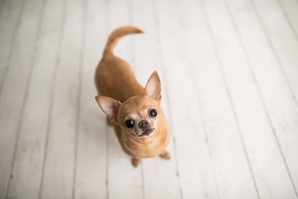 Braun Gebrannter Chihuahua Auf Einem Indoor Foto Set Entzückender Senior — Stockfoto