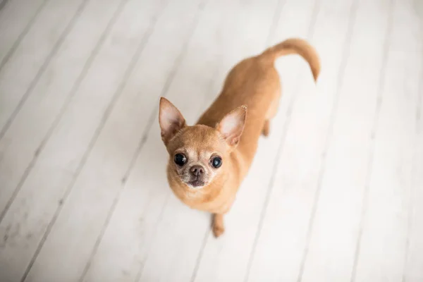 Tan Chihuahua Set Fotos Interior Adorable Perro Senior Con Linda —  Fotos de Stock