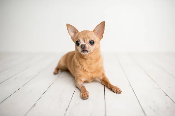 Tan Chihuahua Conjunto Fotos Indoor Cão Sênior Adorável Com Personalidade — Fotografia de Stock