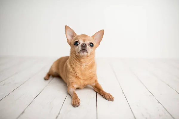 Tan Chihuahua Een Indoor Foto Set Schattige Senior Hond Met — Stockfoto