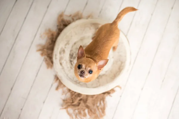 Braun Gebrannter Chihuahua Auf Einem Indoor Foto Set Entzückender Senior — Stockfoto