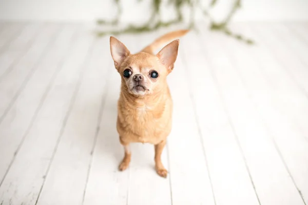 Braun Gebrannter Chihuahua Auf Einem Indoor Foto Set Entzückender Senior — Stockfoto