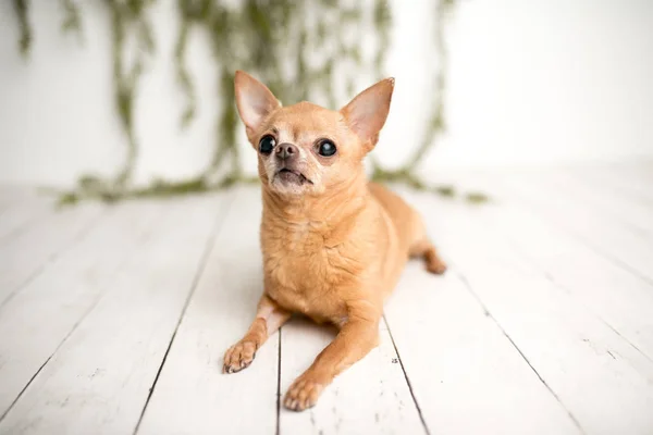 Tan Chihuahua Ένα Εσωτερικό Σύνολο Φωτογραφιών Αξιολάτρευτο Ανώτερος Σκύλος Χαριτωμένη — Φωτογραφία Αρχείου