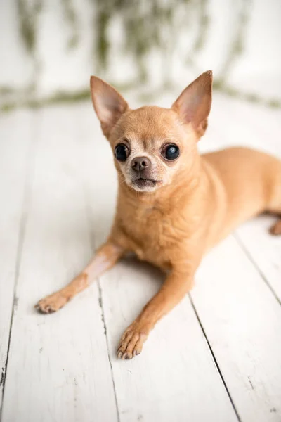 室内写真セットにタンChihuahua かわいい性格の愛らしいシニア犬 — ストック写真