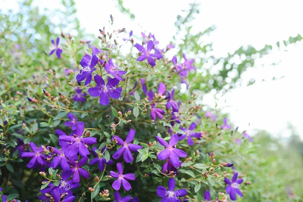 Flor Princesa Púrpura Flor Gloria Tibouchina Urvilleana Plena Floración —  Fotos de Stock