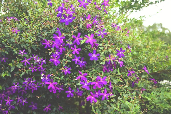 Fioletowy Kwiat Księżniczki Chwała Kwiat Lub Tibouchina Urvilleana Pełnym Rozkwicie — Zdjęcie stockowe