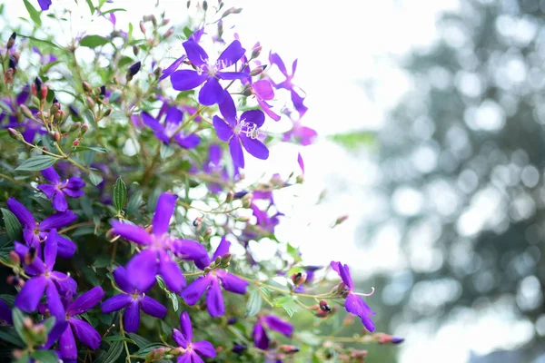 Fioletowy Kwiat Księżniczki Chwała Kwiat Lub Tibouchina Urvilleana Pełnym Rozkwicie — Zdjęcie stockowe