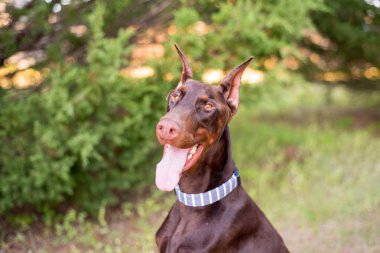 Doberman-pinscher dışarıda ağaçlık bir ortamda yüzü ve kesilmiş kulakları kapatıyor.
