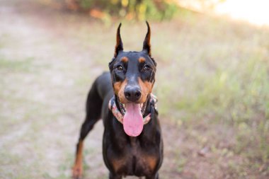 Doberman-pinscher dışarıda ağaçlık bir ortamda, yüzünü ve kulaklarını kapat.