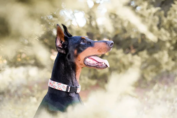 Doberman Pinscher Afuera Entorno Arbolado Negro Bronceado — Foto de Stock