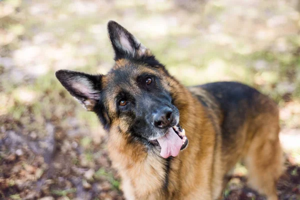 Deutscher Schäferhund Freien Über Verschwommenem Hintergrund Der Kopfneigung Zeigt — Stockfoto