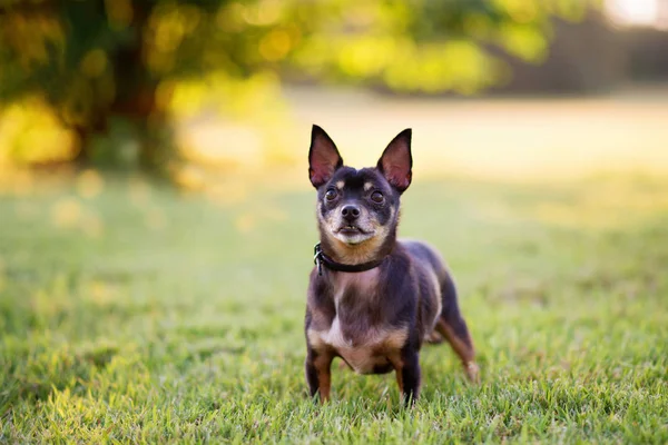 Negro Moreno Perro Chihuahua Pie Sobre Hierba Verde Atardecer Dorado — Foto de Stock