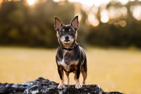 Cane Chihuahua Nero Abbronzato Piedi Una Grande Roccia Tramonto Dorato — Foto Stock