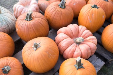 Balkabağı tarlasında satılmayı bekleyen balkabakları