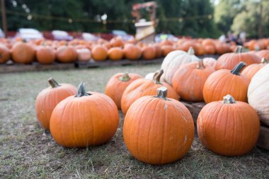 Balkabağı tarlasında satılmayı bekleyen balkabakları