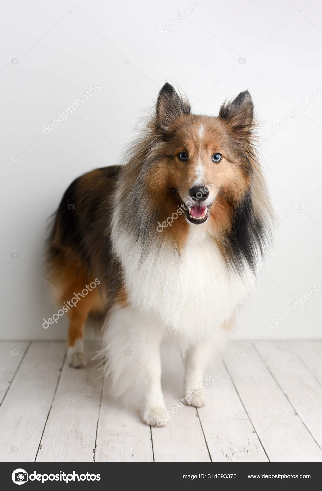 Beautiful Brown Sheltie Dog Blue Eyes Studio White Wood Floor
