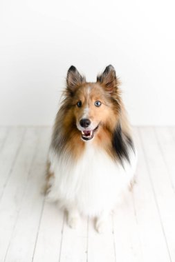 Beyaz ahşap zemindeki stüdyoda mavi gözlü güzel kahverengi köpek.