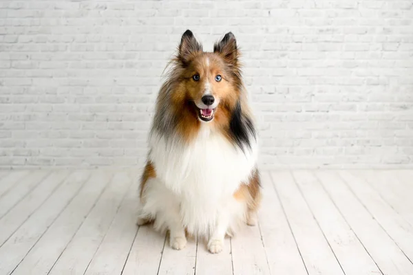 Bellissimo Cane Sheltie Marrone Con Gli Occhi Azzurri Uno Studio — Foto Stock