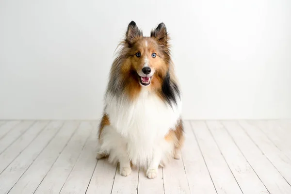 Krásný Hnědý Sheltie Pes Modrýma Očima Studiu Podlaze Bílého Dřeva — Stock fotografie