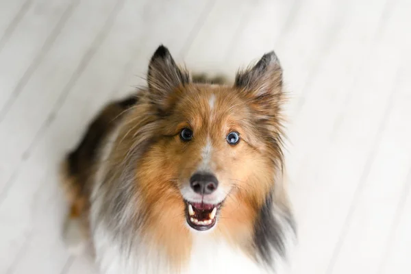 Krásný Hnědý Sheltie Pes Modrýma Očima Studiu Podlaze Bílého Dřeva — Stock fotografie