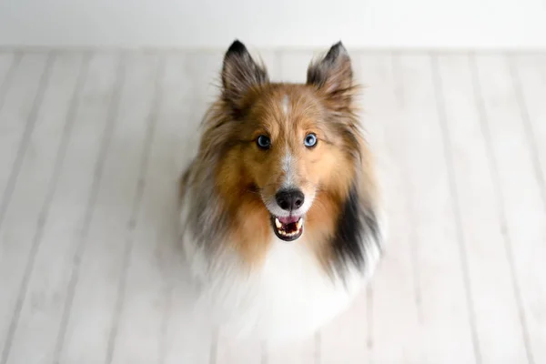 Vacker Brun Sheltie Hund Med Blå Ögon Studio Vitt Trägolv — Stockfoto