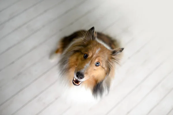 在白色的木地板上的工作室里 一只长着蓝眼睛的漂亮的棕色谢尔顿狗 — 图库照片