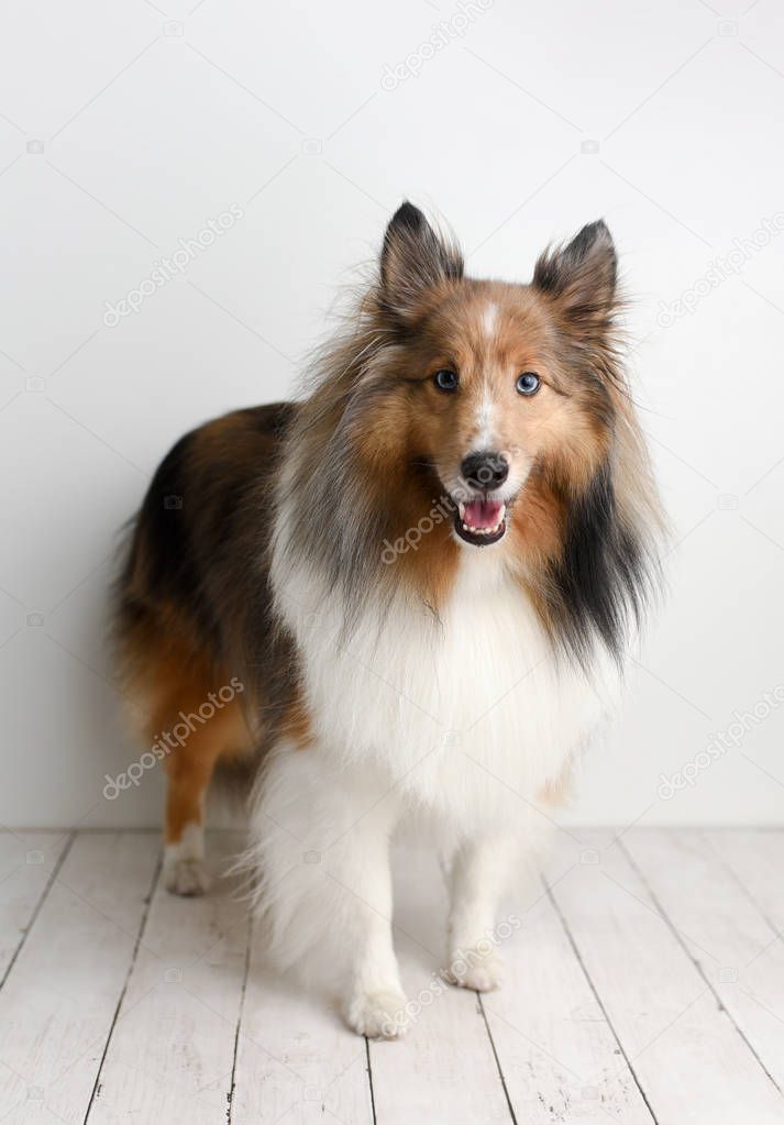 Beautiful brown sheltie dog with blue eyes in a studio on white wood floor