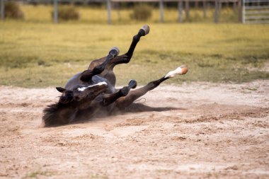 At, otlakta kumların üzerinde yuvarlanıyor. Eğlendirme ve zıplama atı, eğlence ve boş zaman..