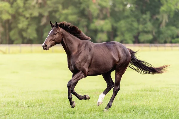 Horse rolling in sand on it\'s back in pasture. Dressage and jumping horse having fun and free time.