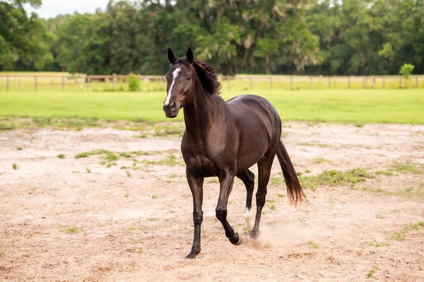 Kůň Válí Písku Pastvinách Dráždění Skákání Koně Baví Volný Čas — Stock fotografie