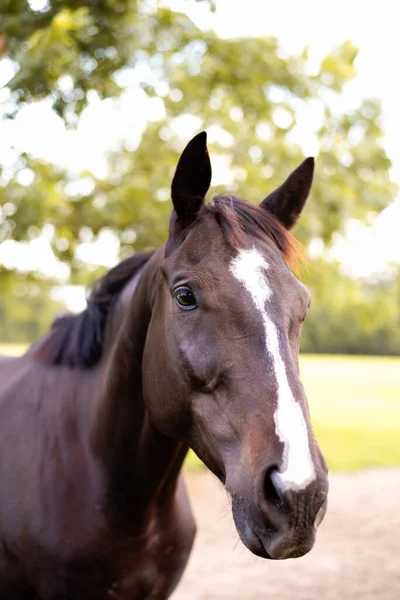 馬が砂の上を転がって牧草地に戻ってきた 楽しく自由な時間を持つ馬場馬術とジャンプ馬 — ストック写真