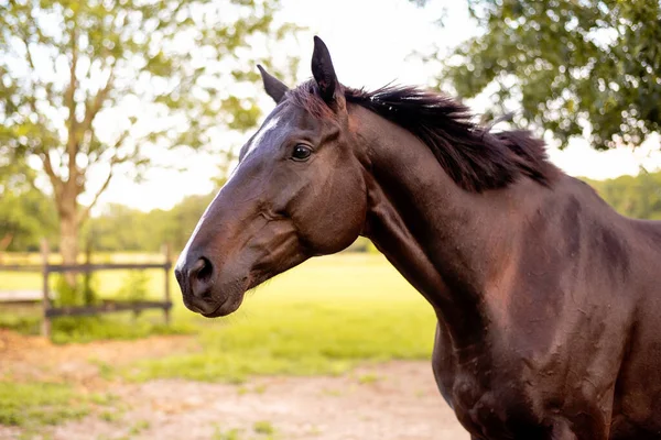 馬が砂の上を転がって牧草地に戻ってきた 楽しく自由な時間を持つ馬場馬術とジャンプ馬 — ストック写真