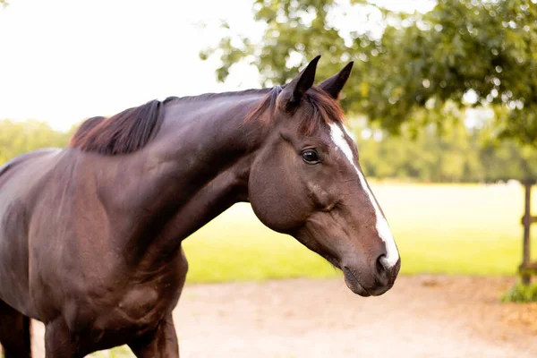 馬が砂の上を転がって牧草地に戻ってきた 楽しく自由な時間を持つ馬場馬術とジャンプ馬 — ストック写真