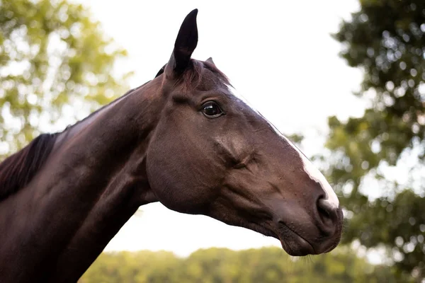 馬が砂の上を転がって牧草地に戻ってきた 楽しく自由な時間を持つ馬場馬術とジャンプ馬 — ストック写真