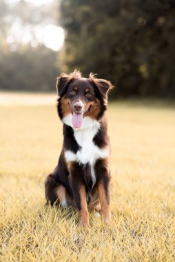 Avustralya çoban köpeği. Günbatımında bir tarlada Avustralyalı köpek.