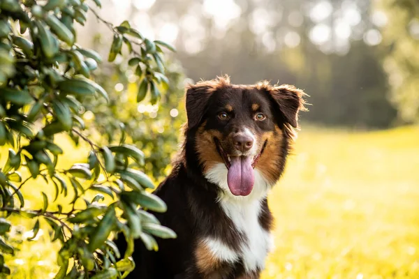 澳大利亚牧羊犬 日落时澳大利亚的狗在田野里 — 图库照片