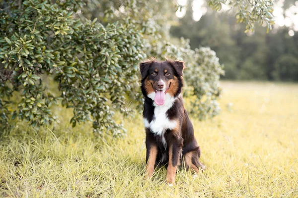 Australische Herdershond Aussie Hond Een Veld Bij Zonsondergang — Stockfoto